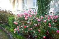 Azalea garden tour/karen root