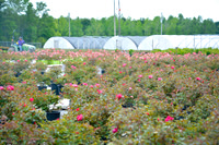 Johnson Nursery