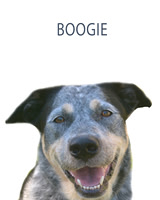 woofgang halloween pet photos