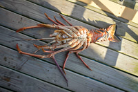 NCFIsheries